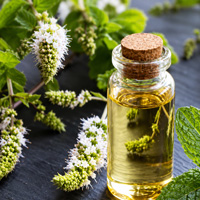Peppermint Scalp Massage or Aromatherapy